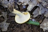 Cantharellus phasmatis image