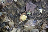 Cantharellus phasmatis image