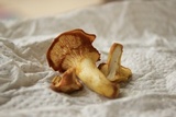 Cantharellus phasmatis image
