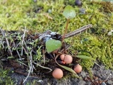 Lycogala epidendrum image