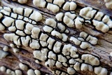 Xylobolus frustulatus image