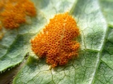 Allodus podophylli image
