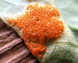 Allodus podophylli image