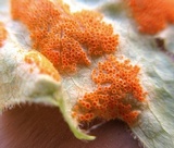 Allodus podophylli image