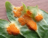 Allodus podophylli image