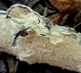 Irpex lacteus image