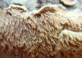 Irpex lacteus image