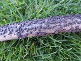 Annulohypoxylon archeri image