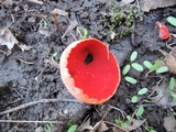 Sarcoscypha austriaca image