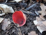 Sarcoscypha austriaca image