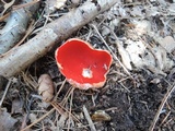 Sarcoscypha austriaca image