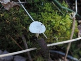 Polyporus leptocephalus image