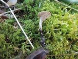 Polyporus leptocephalus image