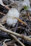 Strobilurus albipilatus image