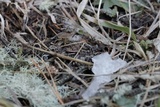 Strobilurus albipilatus image