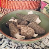Morchella importuna image