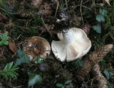 Russula albonigra image