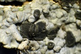 Trapeliopsis glaucopholis image