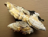 Trametes ochracea image