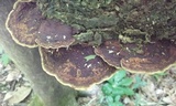 Phellinus gilvus image