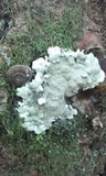 Kretzschmaria deusta image