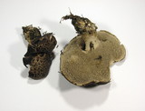 Sarcodon imbricatus image