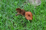 Coltricia cinnamomea image