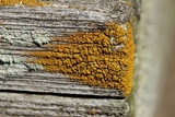 Candelariella vitellina image