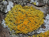 Xanthomendoza hasseana image