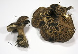 Sarcodon imbricatus image