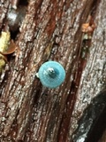 Mycena interrupta image