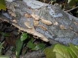 Trametes pubescens image