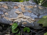 Trametes pubescens image
