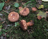 Tricholoma vaccinum image