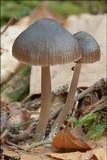 Mycena stipata image