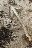 Mycena stipata image