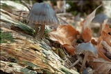 Mycena stipata image