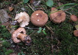 Tricholoma vaccinum image
