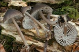 Mycena stipata image
