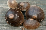 Mycena stipata image