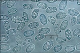 Mycena stipata image