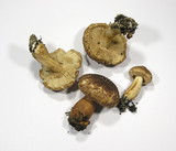 Tricholoma vaccinum image