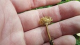 Polyporus cryptopus image