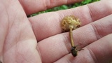 Polyporus cryptopus image