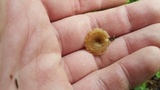 Polyporus cryptopus image