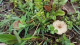 Polyporus cryptopus image