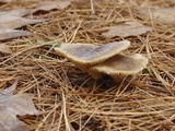 Ampulloclitocybe clavipes image