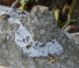 Biscogniauxia atropunctata image