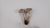 Inocybe ionocephala image