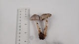 Inocybe ionocephala image